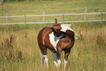 friendly pinto horse on a field in summer