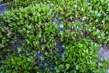 Water Hyacinth on lake