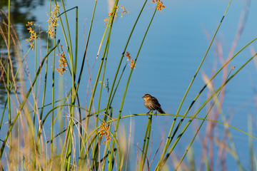 small bird sitting in the brush by a pond