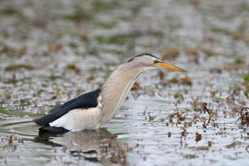 Male little bittern hunting