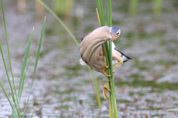 Little bittern