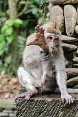 BALI monkey macaque 09