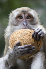 BALI monkey macaque 08