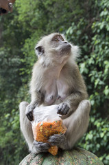 Naklejka na ściany i meble BALI monkey macaque 07