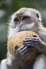BALI monkey macaque 06