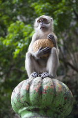 BALI monkey macaque 05