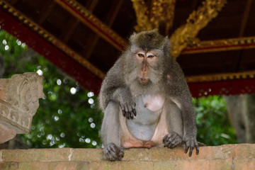 BALI monkey macaque 02