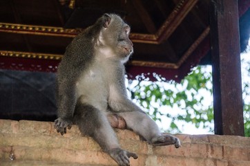 BALI monkey macaque 01