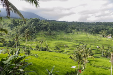 BEAUTIFUL BALI RICE TERRACE 02