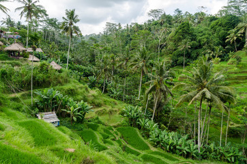 RICE TERRACE - INDONESIA - BALI - nature - RICE FIELDS 05