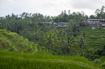 BALI nature RICE FIELDS 04