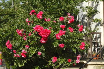 Fototapeta na wymiar Rote Rosen an einem Rosenstrauch