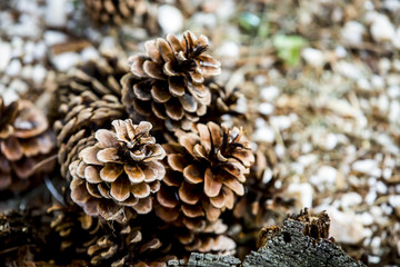 Group of rotten pinecone fall from pine tree , pine cone is symbol of Christmas season and also is Xmas ornament, ground cover with pine needle