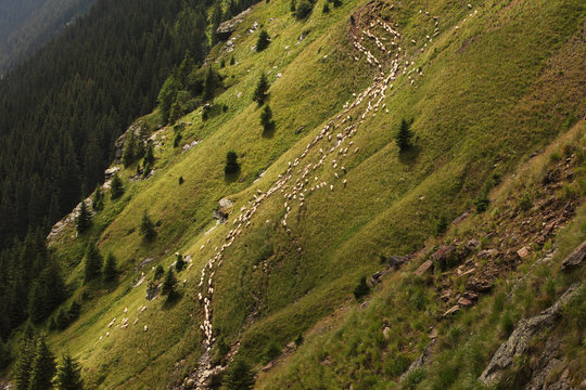 Herd of sheep over the Fagaras mountains, Carpathians, Romania.