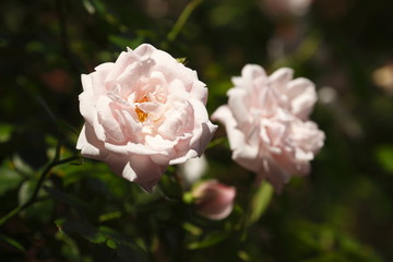 Rosefarbene Rosen