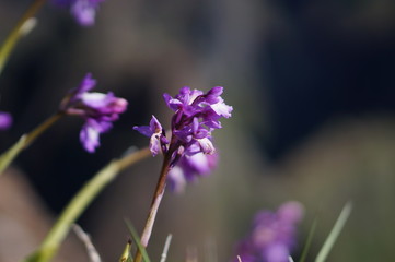 Madère, Portugal - orchidées