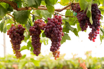 Racimos de uva roja en la parra
