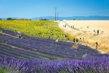 Crowds of tourists from all over the world admire beautiful countryside near Valensole, Provence, France © Selitbul