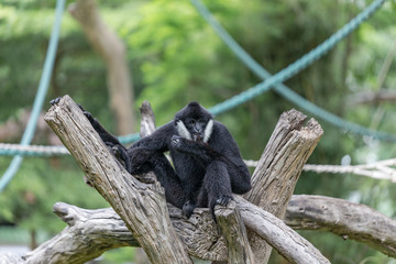 White-Cheeked Gibbon Live In Khao Kheow Open Zoo,Thailand.