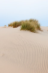 Fototapeta na wymiar Sand dune with tuft of grass
