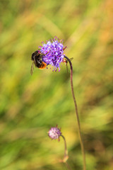 Jasione montana flower with a bumble bee looking for nectar