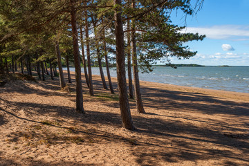 Pine forest on the sandy beach by a lake