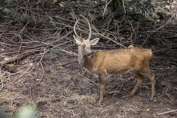 Swamp Deer Live In Open Zoo, Thailand.