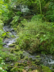 A woodland brook passes over small waterfalls as it winds its way through dense undergrowth.