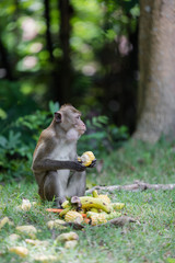 A Monkey Live In Khao Kheow Open Zoo,Thailand.