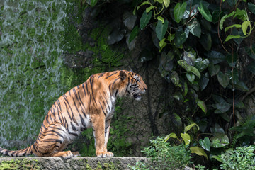 Fototapeta na wymiar A Tiger Live In Khao Kheow Open Zoo,Thailand.