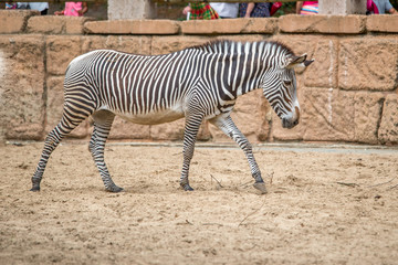 Fototapeta na wymiar Zoo de la Palmyre 2017
