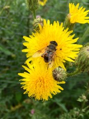 Mistbiene (Eristalis tenax) auf einer gelben Blüte 