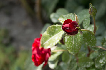 Red rose with detail on the petal 