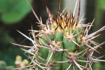Naklejka na ściany i meble Spiky head of a cactus