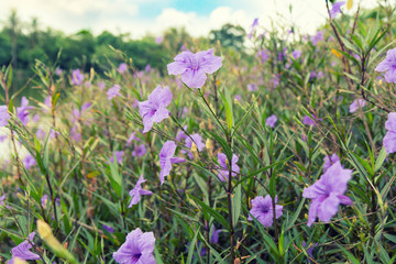 A lot of natural purple flower blooming in garden background with natural sunlight. (Ruellia tuberosa)