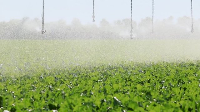 watering vegetables with irrigation system