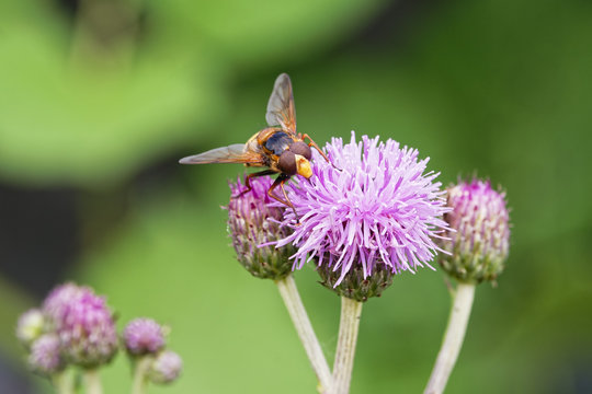Yellow and black Hoverfly on a searching a purple plume thistle for pollen.  Close up image