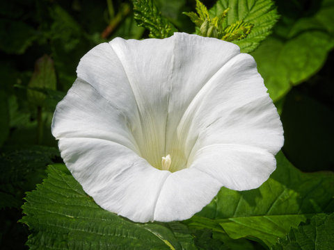 Close up of a brilliant white, trumpet shaped, Hedge Bindweed flower in full bloom