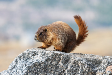 Marmot Resting on Rock at the Top of Mount Evans, Colorado