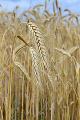 pszenżyto © robert6666