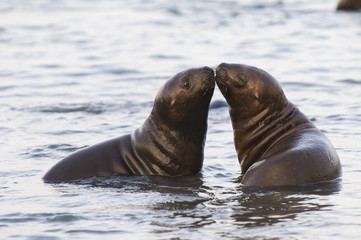 Fototapeta premium Sea Lion baby