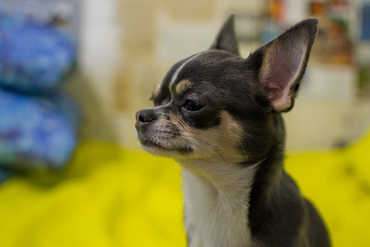 Black and white Chihuahua dog, adult, head profile