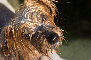 Naklejka premium Surprised dog. Doggy with curiosity expression raising his ears. Close-up Dog tilting his head Hey what's up, brown Yorkshire Terrier doggie. Blurry background