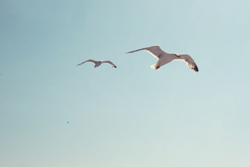 seagull