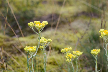 yellow immortelle flowers