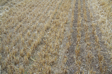 Campo di orzo tagliato