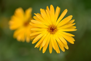 Beautiful yellow flower seen up close