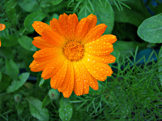 Orange flower of calendula closeup after rain.