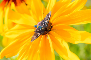 Beautiful butterfly (Tiger Grass Borer) sits on colorful flower (Echinacea paradoxa). Close up