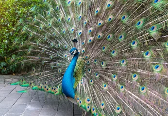 Tableaux ronds sur plexiglas Anti-reflet Paon Beautiful spread of a peacock